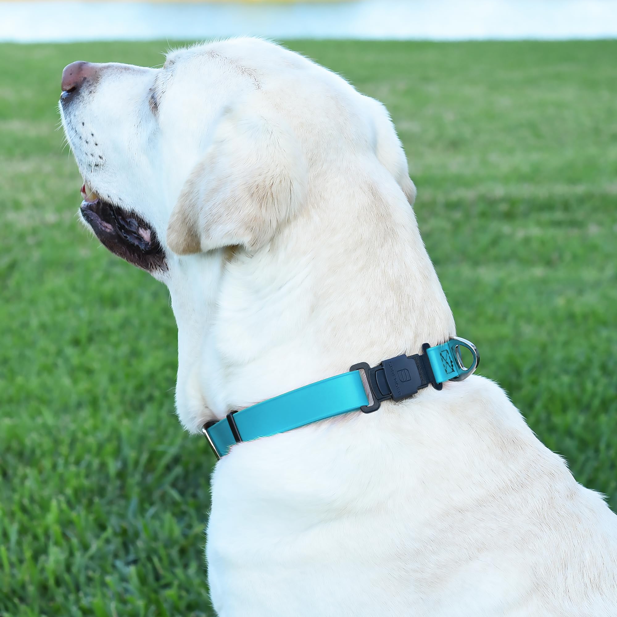 Dogline Biothane Wasserdichtes Hundehalsband mit Herm Sprenger Schwarz Edelstahl Schnellverschluss-Schnalle - Strapazierfähiges, taktisches langlebiges Halsband für Hunde - Bequemes und sicheres