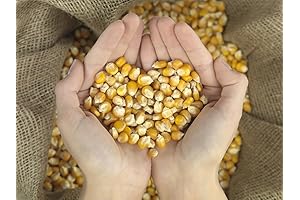 Woodchuck's Wood 20 Pounds of Dry Whole Kernel Corn: The Perfect Sensory Bin Filler