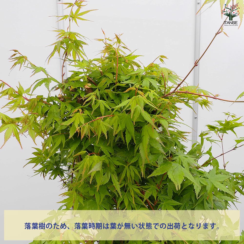 Amazon.co.jp: ITANSE イロハモミジ 8号 1個売り 花木苗 Acer