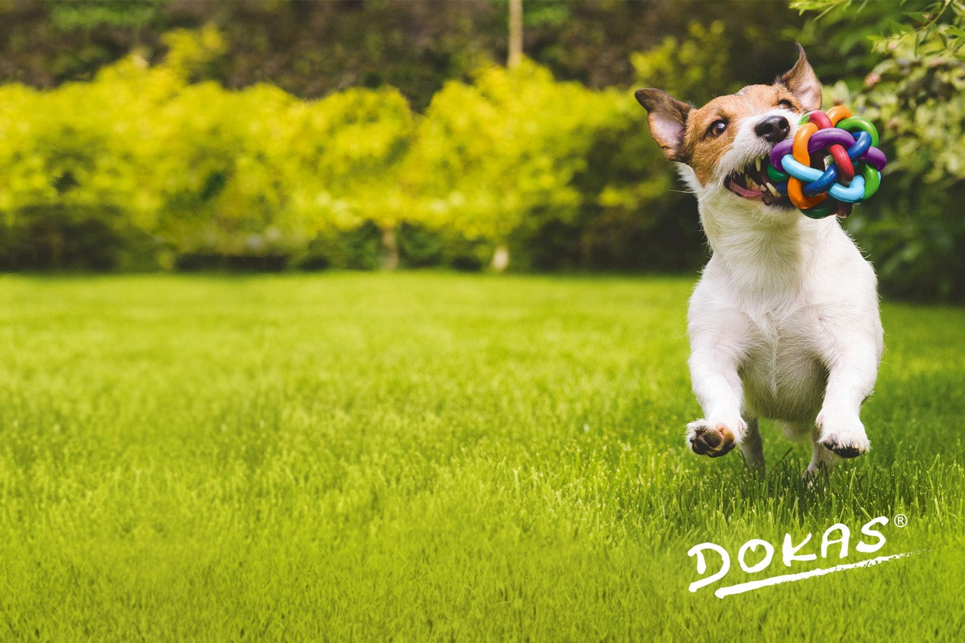 Dokas Dog Snack 1 m in pelle bovina con pollo, 8 x 315 g