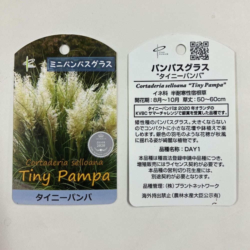 1月分　パンパスグラス　240本 imgrc0092799000.jpg