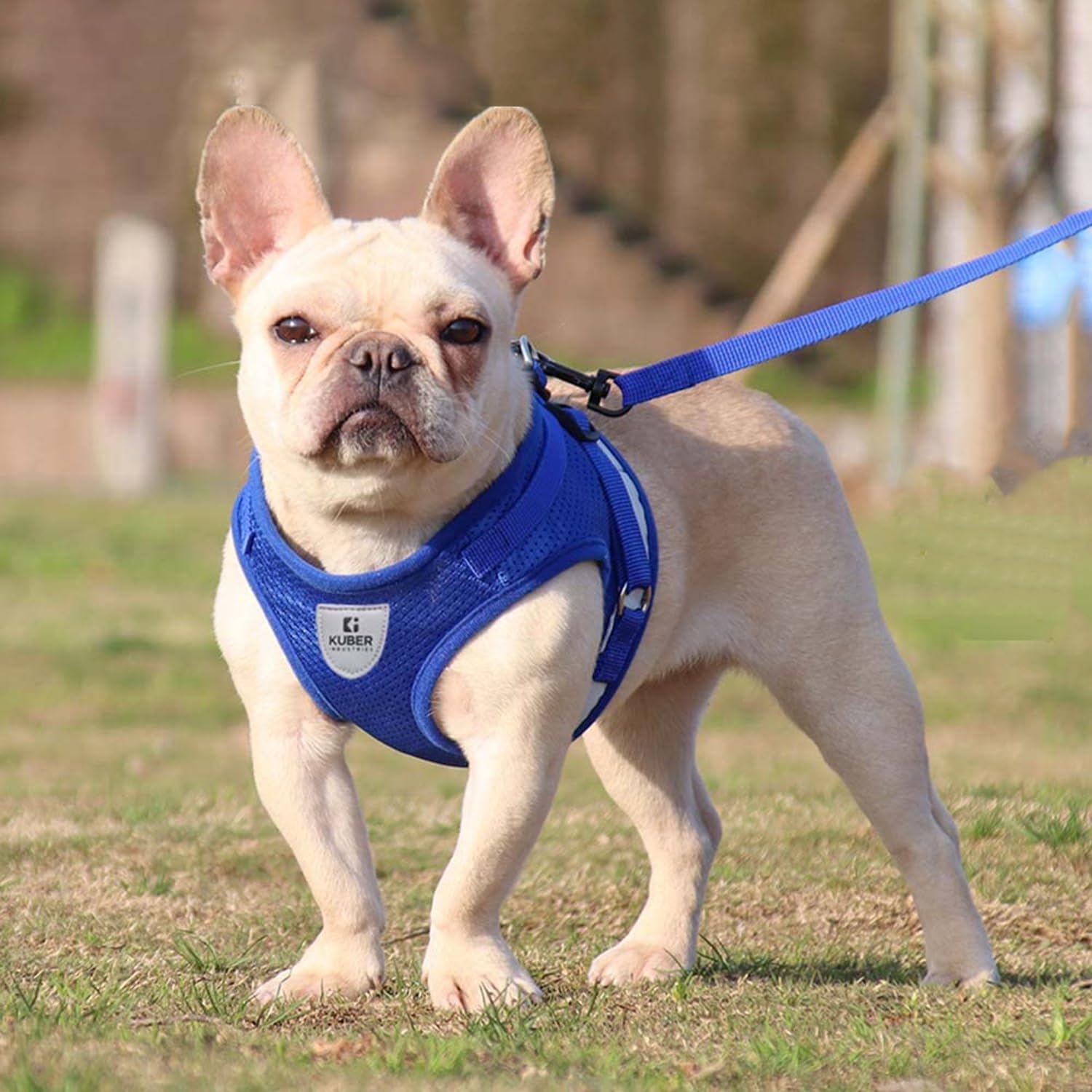 Kuber Industries Dog Harness With Adjustable Leash|Breathable Polyester Mesh Fabric |Large Size|HT-844|Comfortable No-Pull Grip|Quick Release Buckles|Blue (B0CJ5DHCJ5) Amazon Price History, Amazon Price Tracker
