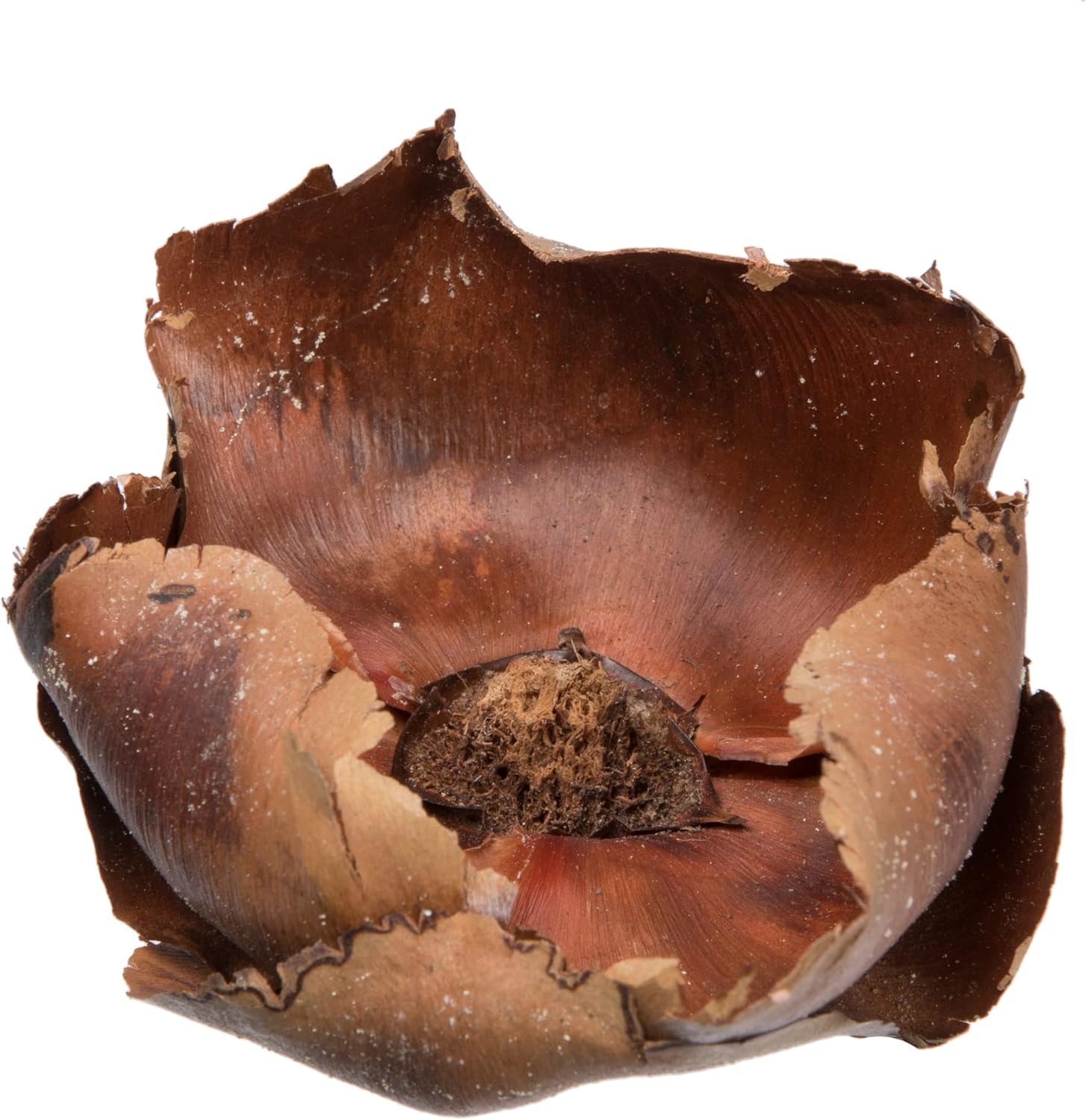 Vickerman Natural Botanicals 2.75" Palm Cap, Natural. Includes 100 Pieces per Pack.