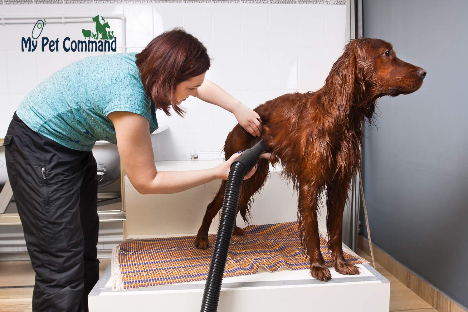 Buy My Pet Command 220V Dog Hair Dryer Professional High Velocity