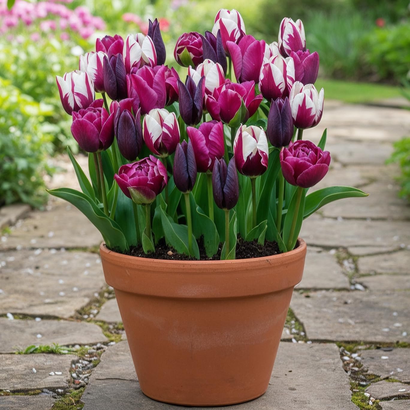 Grote Tulpen Voor Meerjaren Tulpenbollen Mix – 50 Bollen, 15 Soorten Uit Nederland, Voor Een Kleurrijke Tuin Voorjaarsbloeiers Tulpen