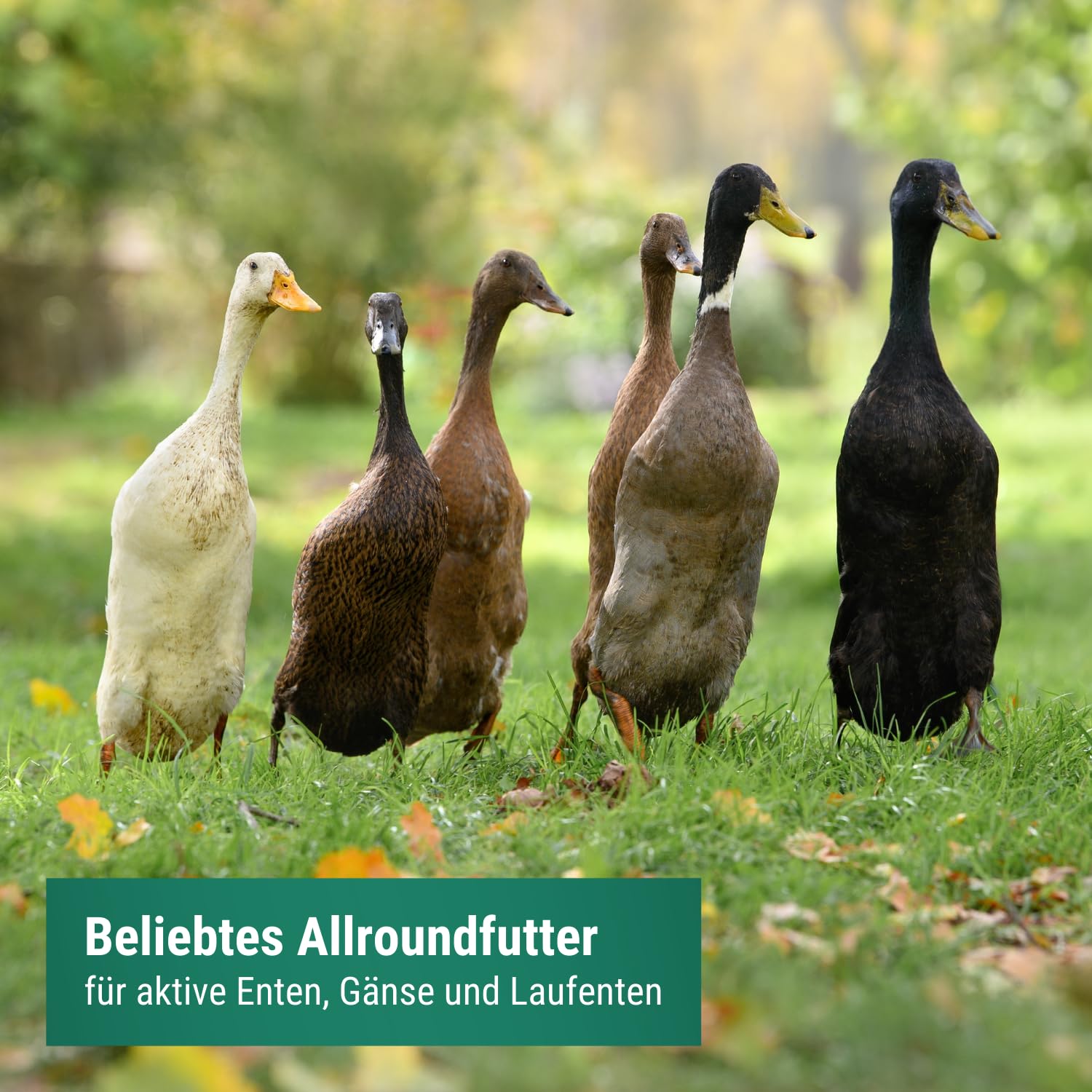 Agrarzone Entenfutter Laufenten 20 kg Enten Wassergeflügel Geflügel | Wildenten, Enten, Gänse, Gentechnikfrei, Österreich