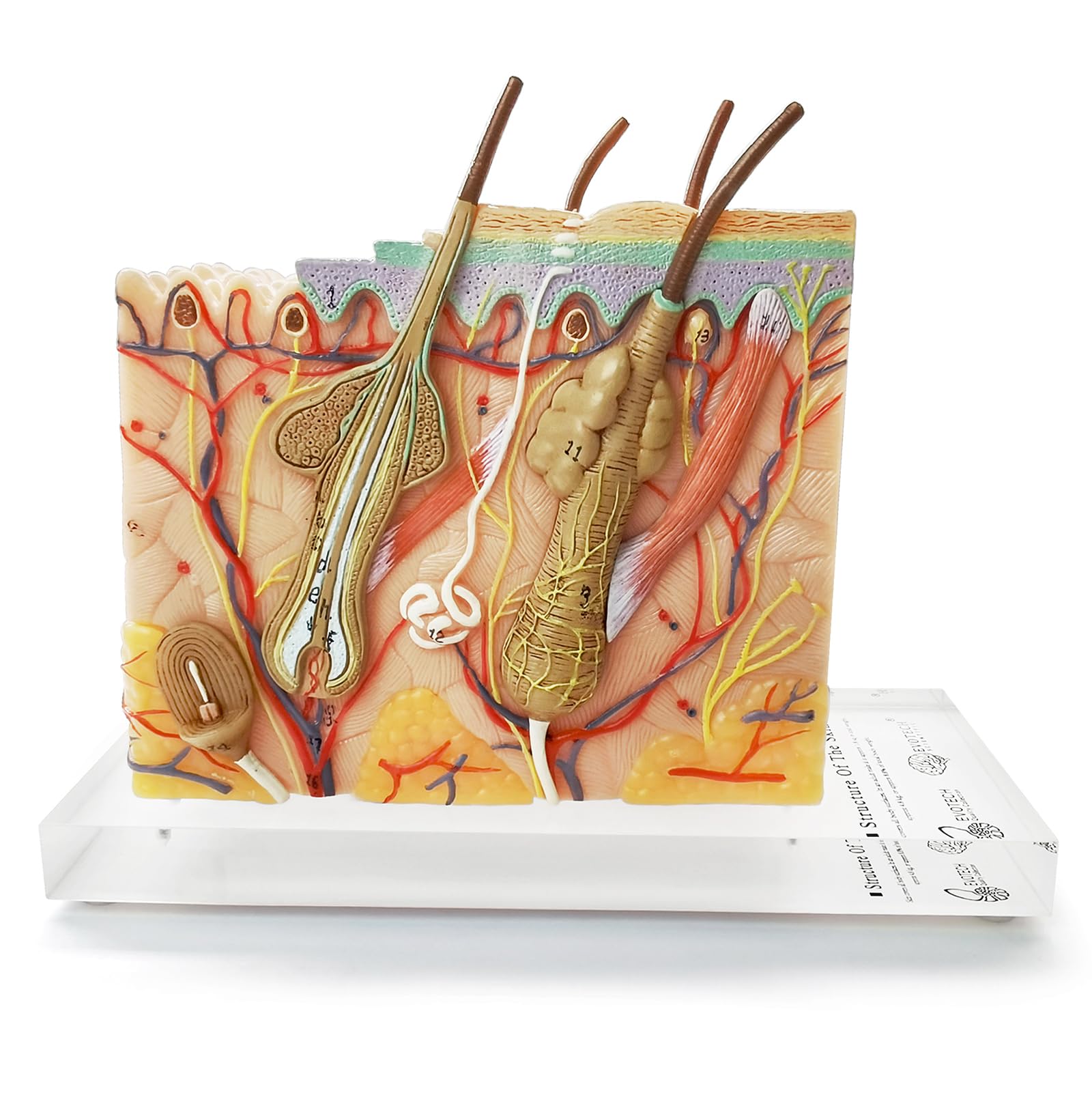 Skin Model Science Snapklik.com : EVOTECH SCIENTIFIC Skin Anatomy Model, 35X Enlarged Skin ...