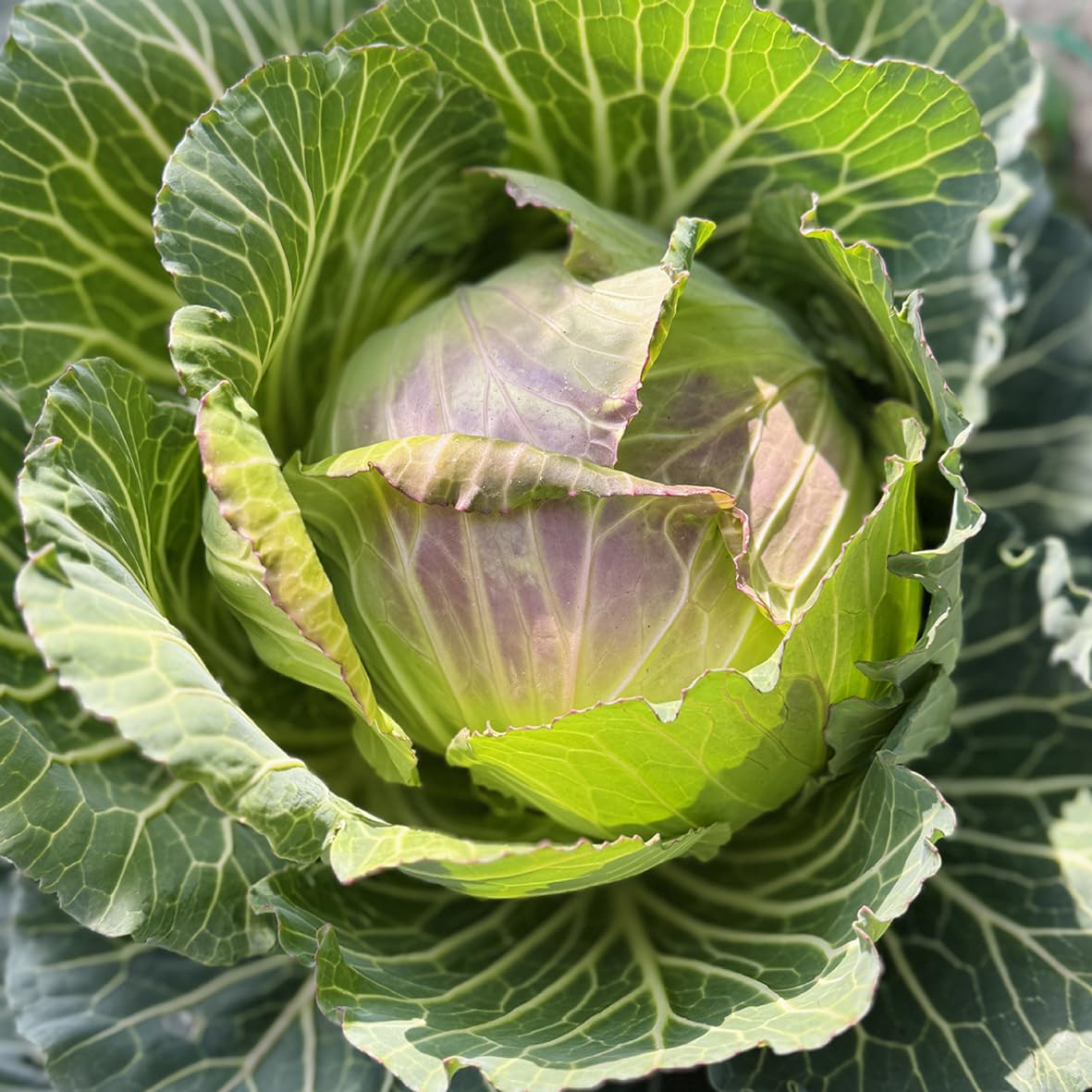 Amazon.co.jp: Cabbage, 1/2 Cut, 7.1 oz (200 g) : Food, Beverages