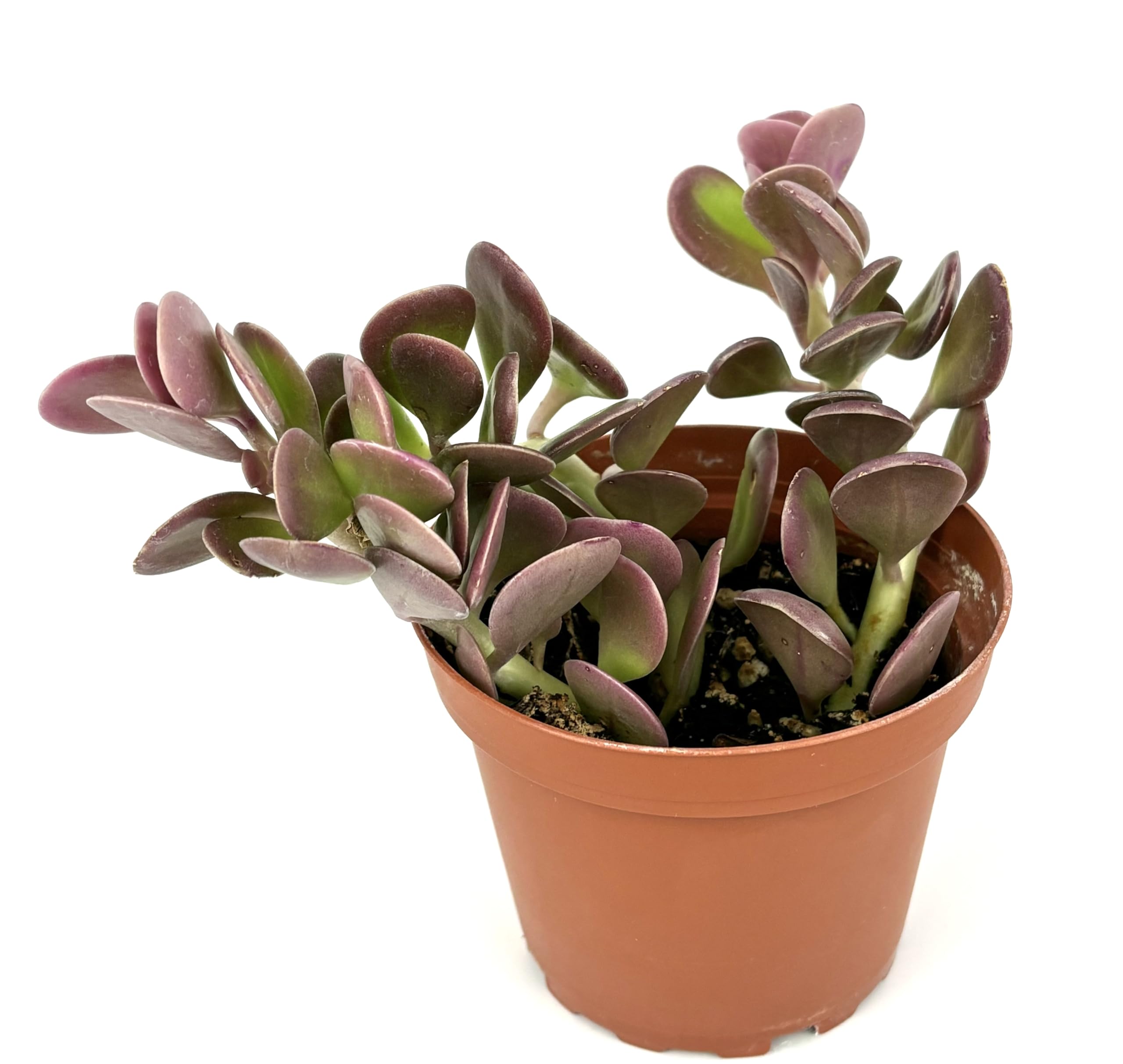 Amazon.com : Trailing Jade Plant, 4 in Pot, Easy Care, Full Sun Tolerant :  Patio, Lawn & Garden