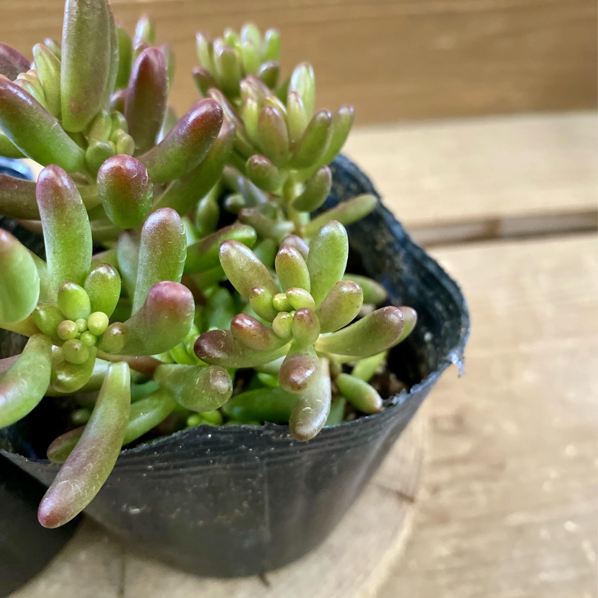 Amazon｜多肉植物 セダム 虹の玉 2ポットset｜観葉植物 オンライン通販