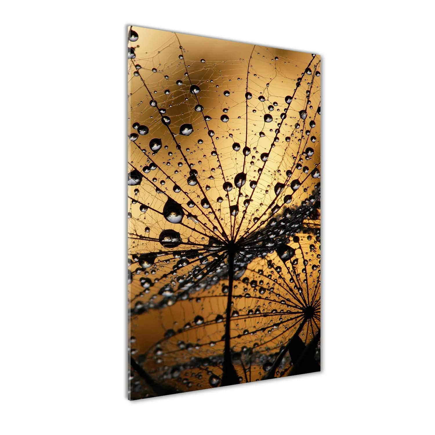 Tableau sur verre 70x140cm Tulup anti-poussière motif pissenlit