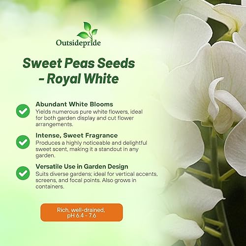 Miniatura 3 de Outsidepride Fragant Annual Lathyrus Odoratus Sweet Peas Royal White Climbing Treing Vining Trailing Cut Flowers - 250 semillas