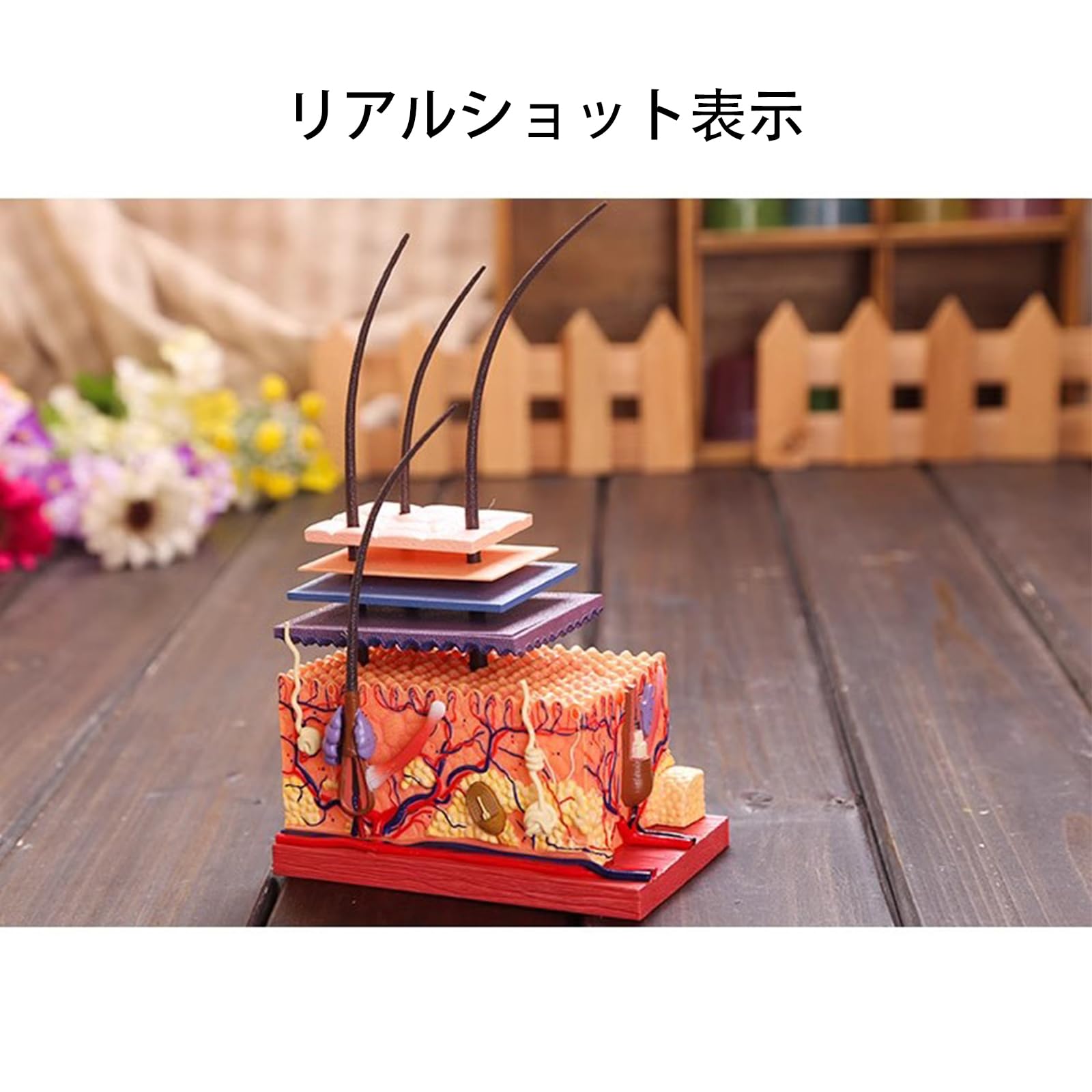 ヒト皮膚解剖モデル　Tedco4Dビジョン【組み立て済完成品】 ヒト皮膚解剖モデル Tedco4Dビジョン【組み立て済完成品
