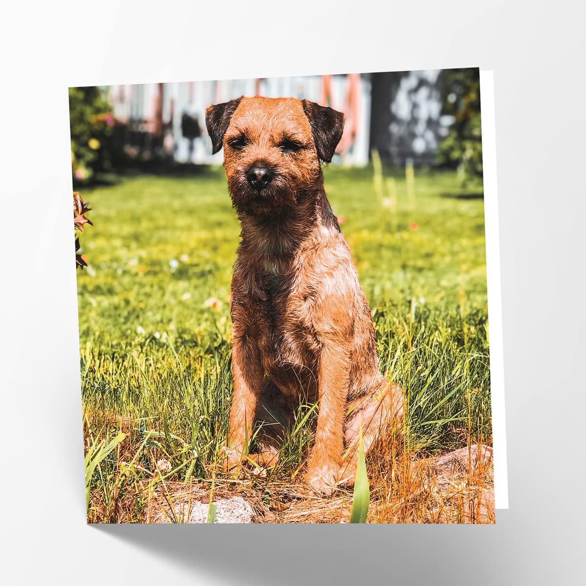 Maturi Border Terrier Dog Photographic Blank Birthday Greetings Card, 6” x 6” Square