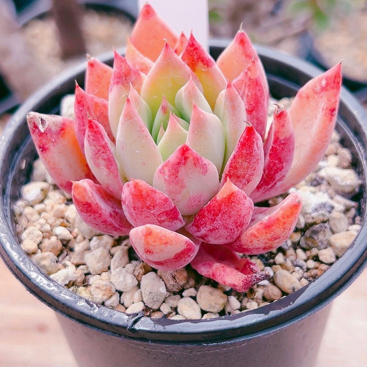 Amazon.co.jp: A！！多肉植物 レア苗 チェリードロップ 220 2 韓国苗