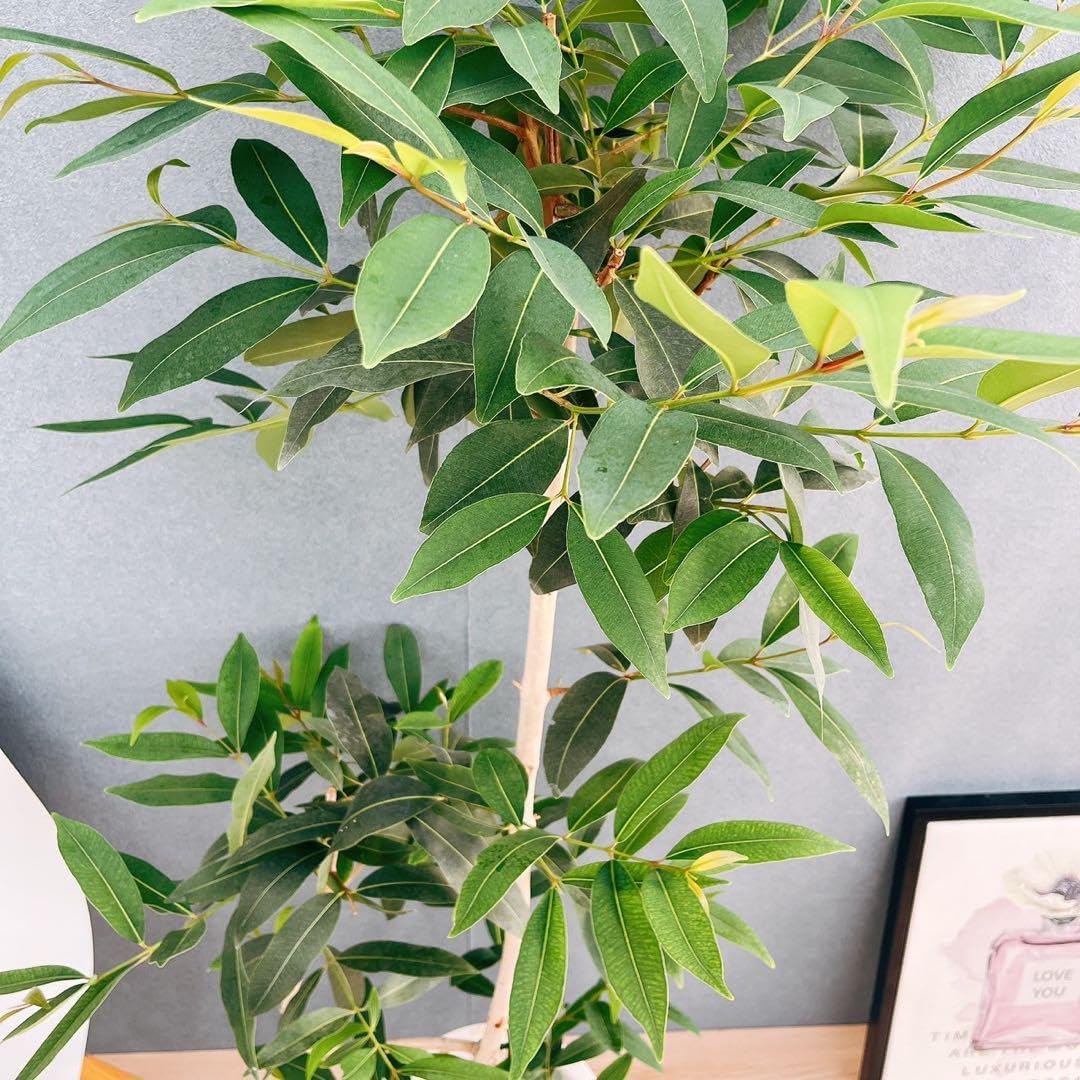 フィカス 観葉植物 ねじれた幹 フィカススパイラルツリー-フェイク