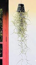 The Four Seasons Spanish Moss | Tillandsia Usneoides | Rare Air Plant in Small Net Pot