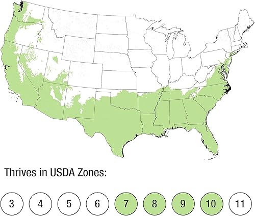 Miniatura 8 de Purple Diamond Loropetalum (3 galones) Arbusto de hoja perenne con follaje morado y flores rosadas  Planta viva para exteriores de pleno sol a
