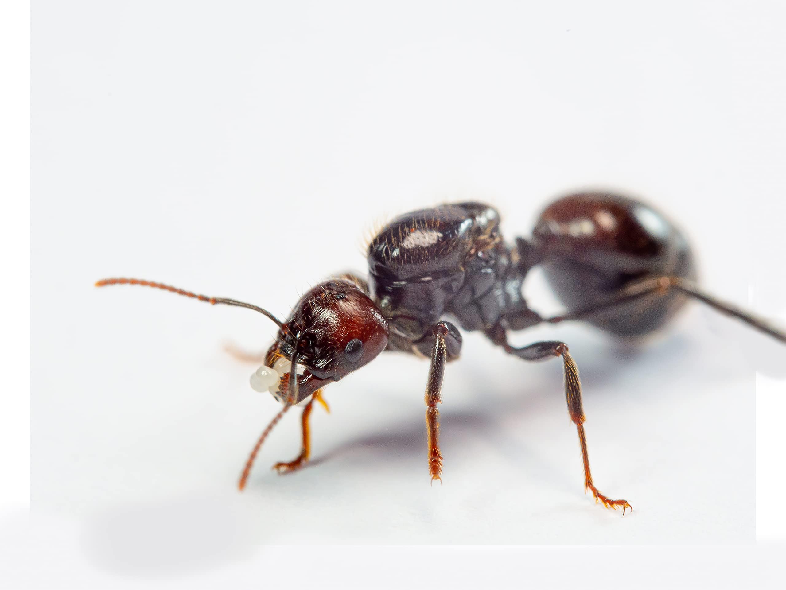AntsRus Messor barabrus red head live ants Queen with egg/brood or workers (starter kit) (Queen with eggs)