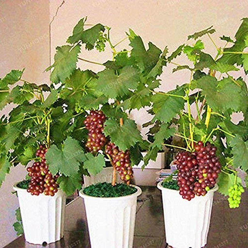 Creative Farmer Golden Hills Farm Exotic Grape Plant Black Beauty (Beauty Seedless) Grape Plant 1 Healthy Live Plant, PLANT-10-GRAPE#A48ll@ (B08Q8MGQKK) Amazon Price History, Amazon Price Tracker