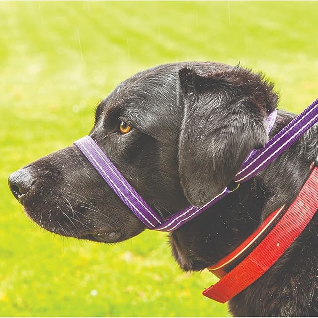 Foto 5 de 7 de Collar de cabeza y correa para perros, todo-en-1, de la marca Gencon, Coffee/Cream, talla única