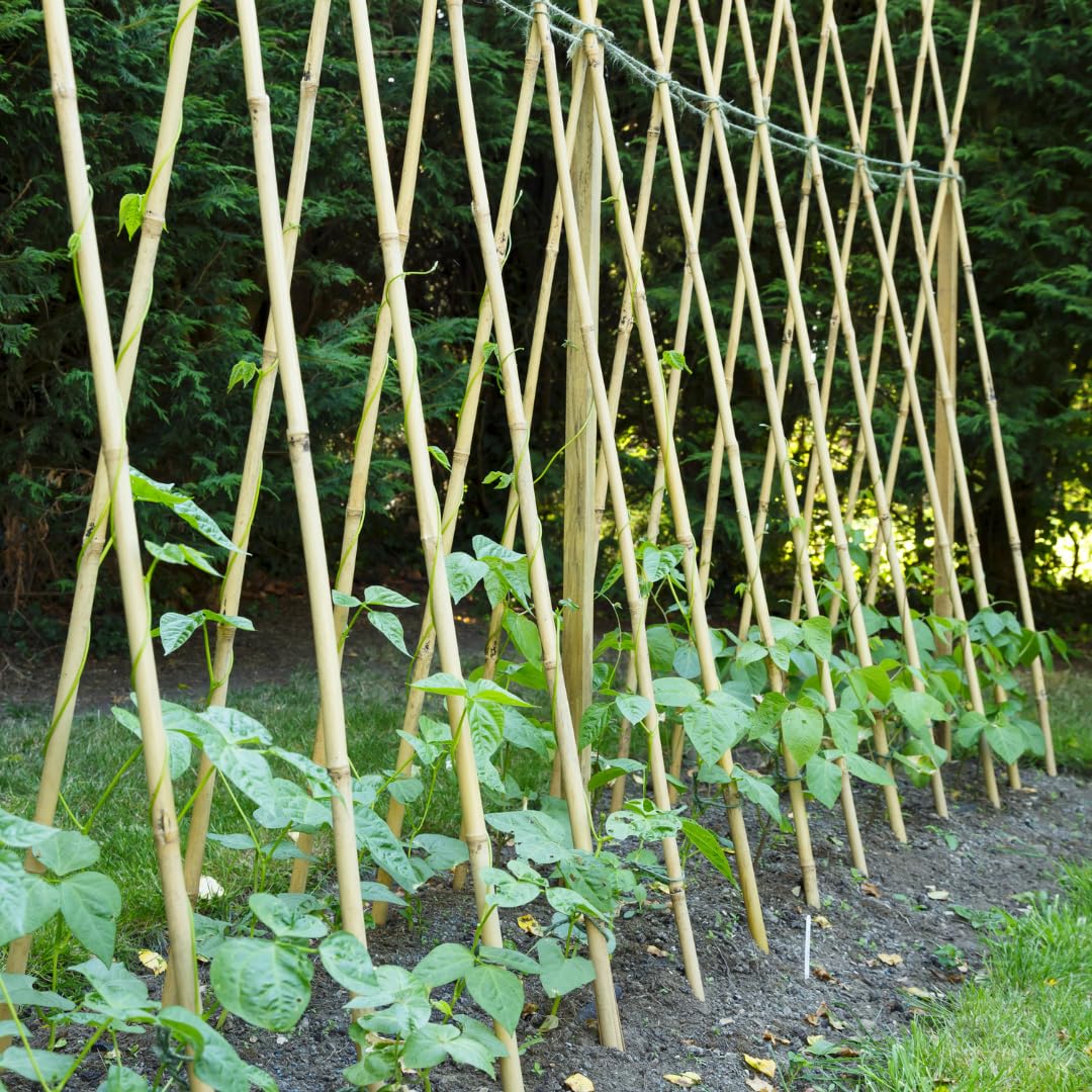 Set di 25 Tutori in Bambù Naturale – Pali per Pomodori, Sostegni per Piante da Interno ed Esterno – Bastoni per Orto e Giardinaggio – Lunghezze da 90 a 240 cm (H cm 210 X Ø mm 16-18)