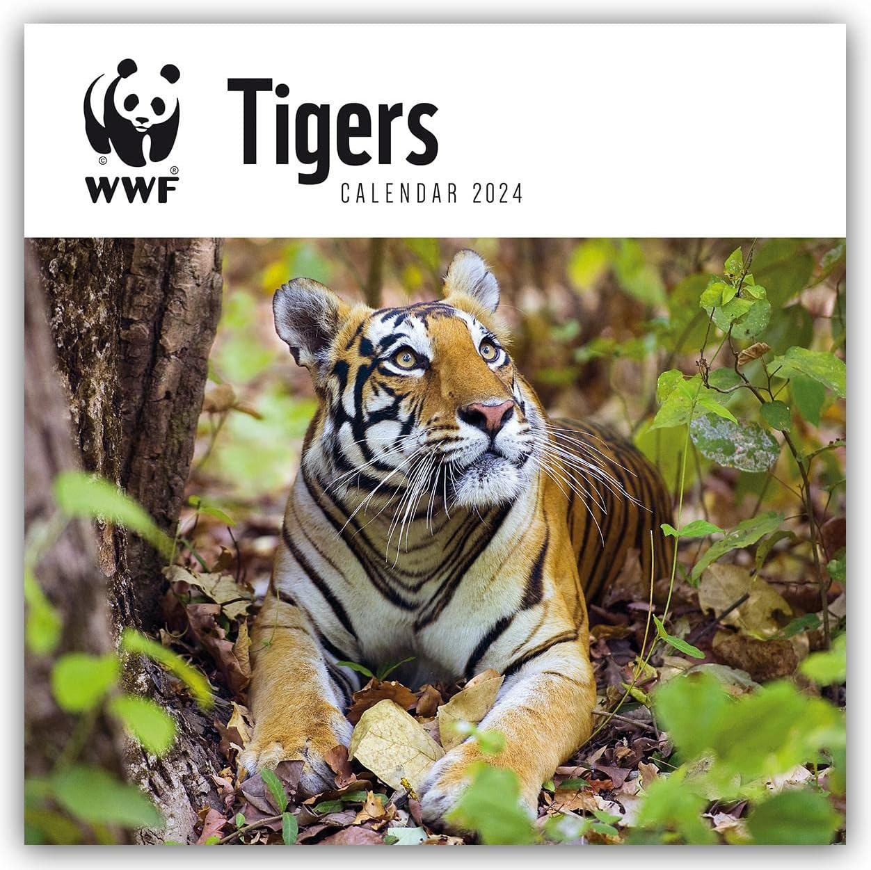 WWF Tigers Tiger 2024 Original CarouselKalender [Mehrsprachig