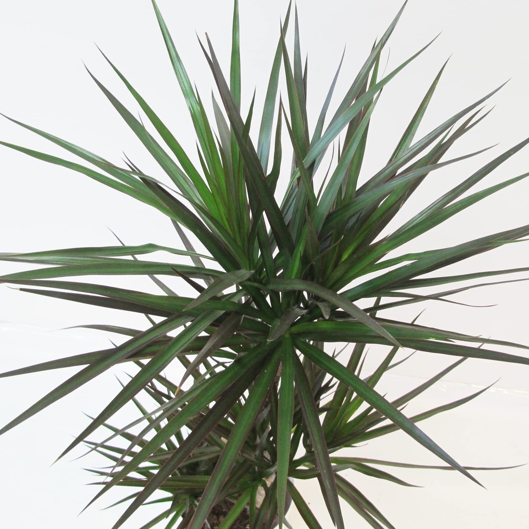 KENTIS - Dracaena Marginata Magenta - Arbre Dragon - Plantes Vertes Naturelles d'Intérieur - H 110-120 cm Pot Ø 21 cm