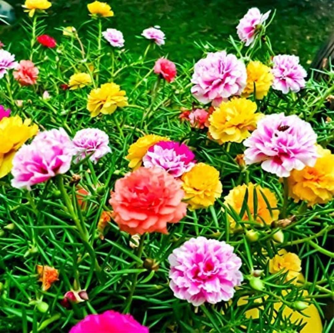BLUE UNIVERSE Portulaca Purselane Table rose Live Plant cuttings with roots of 12 cuttings (B09K7ZNMFJ) Amazon Price History, Amazon Price Tracker