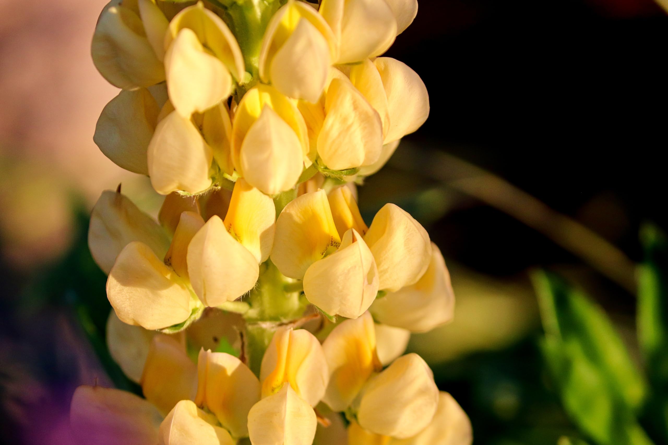 Lupine (Lupinus luteus) Samen (in gelb). Sehr guter natürlicher Gründünger! (10000 Samen = 1000,0g)