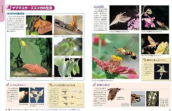 ニューワイド学研の図鑑 昆虫 増補改訂 ニューワイド学研の図鑑『増補改訂版・昆虫』 ｜ 学研出版サイト