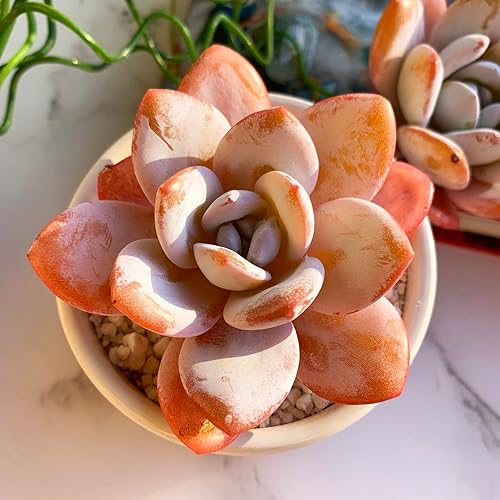 Miniatura 3 de Echeveria Laui - Plantas suculentas vivas raras, 1 cabeza de 2.5 pulgadas, raíz desnuda sin maceta y tierra, decoración de escritorio de oficina