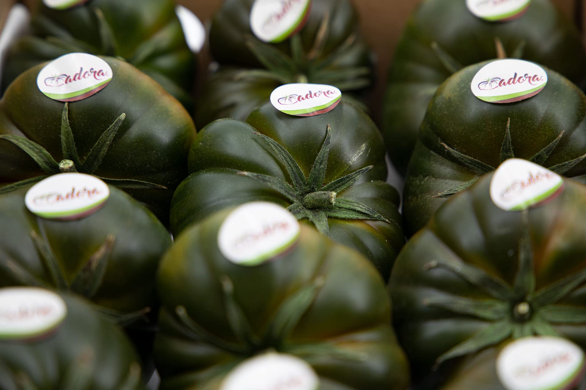 Tomate Adora 3kg, La Parcela, Origen España, Andalucía (Costa Tropical), Comprar Tomate Fresco, De La Huerta A Tu Casa, Producto de Cooperativa Granada La Palma