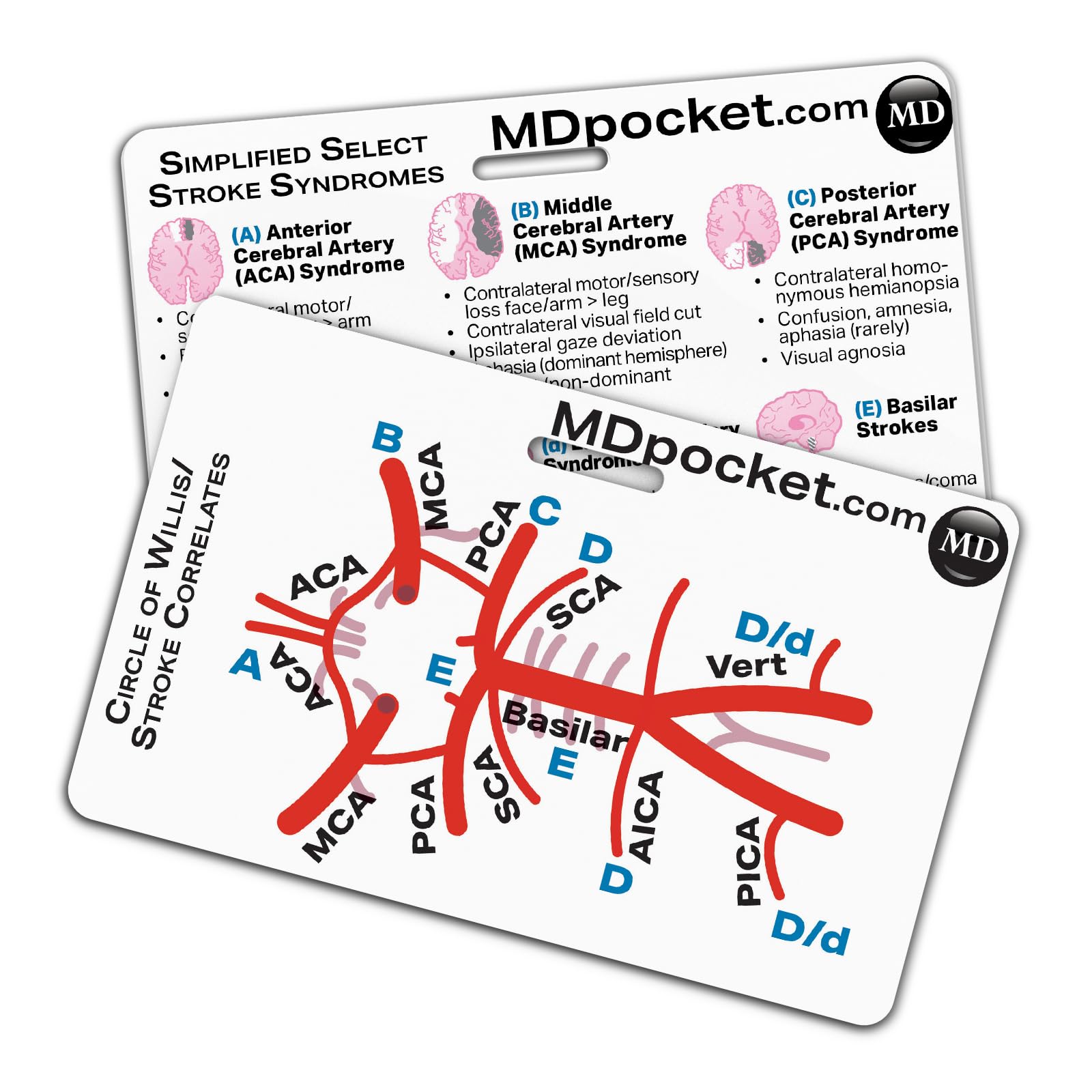 Rapid ID - Stroke Syndromes/Circle of Willis