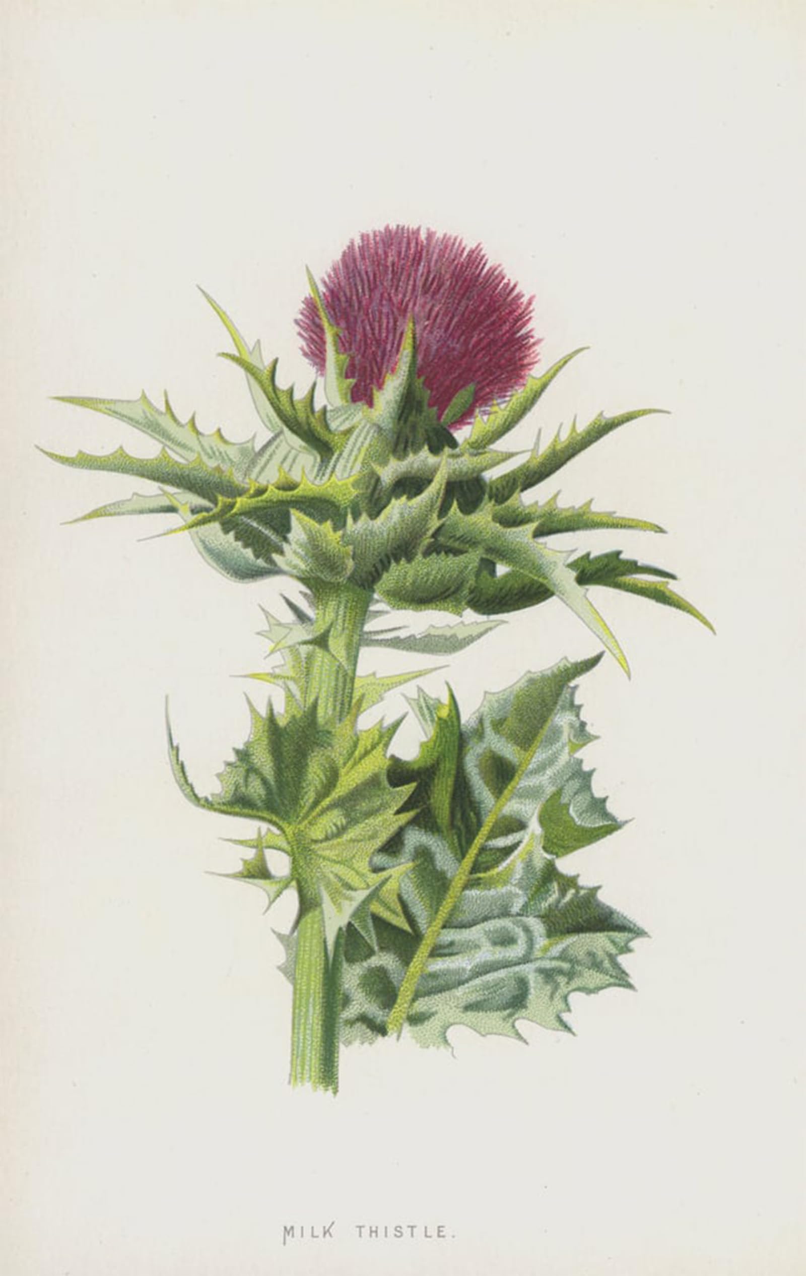 ARTXLXXBN Famous Painting Art Wall Decor Abstract Art Picture Milk Thistle by Frederick Edward Hulme Animal Pictures for Home Decor 60x90cm