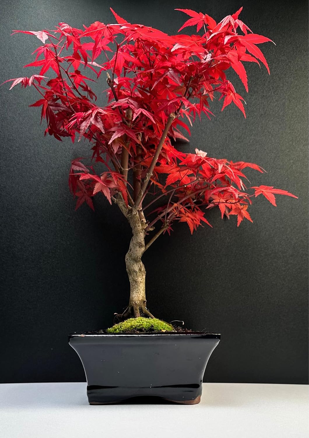 Bonsai mit Keramik Blumentopf - 20 cm Schale ca. 6 Jahre, Acer Deshojo/Japanischer Fächerahorn - Acer (Ahorn) Bonsai/Ligustrum, Ficus, Carmona, Podocarpus, Chinese elm - ca. 9-11 Jahre
