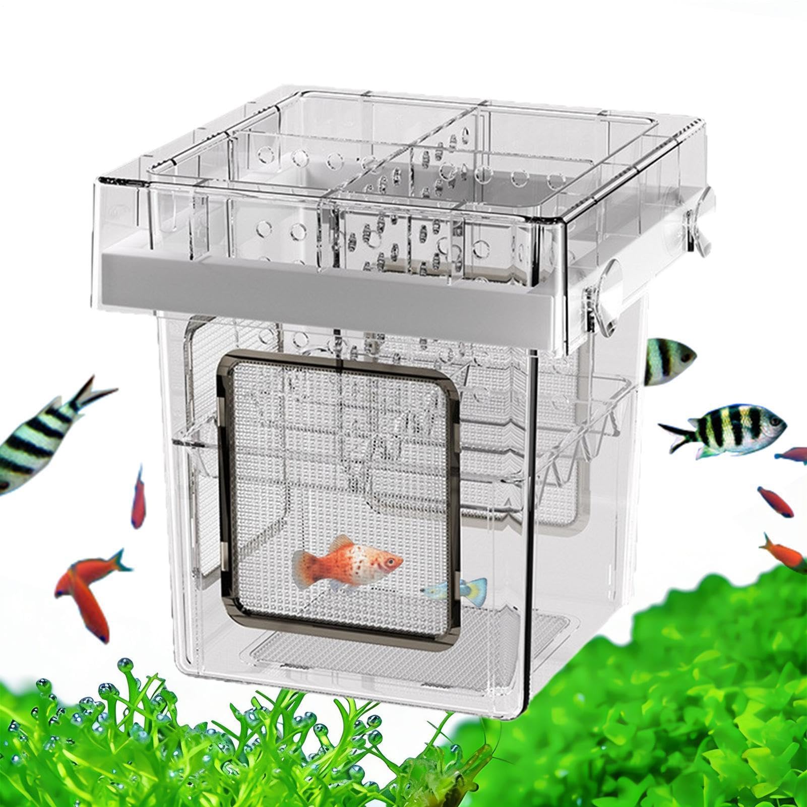 Paridera para guppys que evita ataques en el acuario con 4 zonas de acrílico