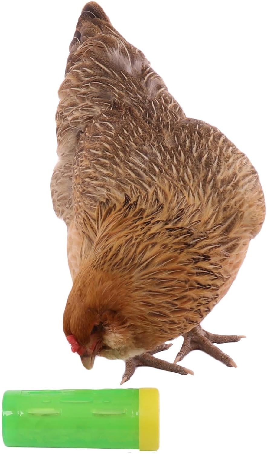 chicken treat dispenser