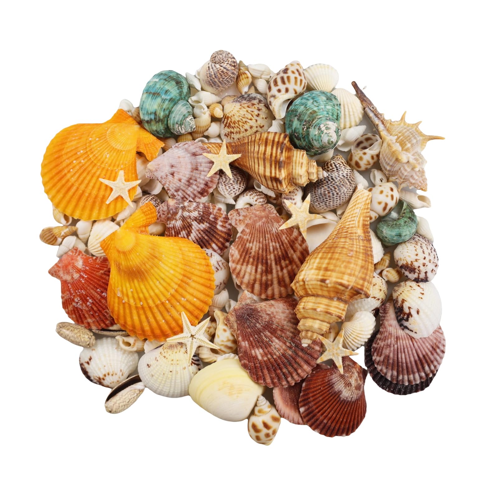 135 PCS Sea Shells Mixed Beach Seashells Starfish, Colorful Various Sizes Natural Seashells for Crafts,Candle Making, Beach Theme Party Wedding Decor, Fish Tank