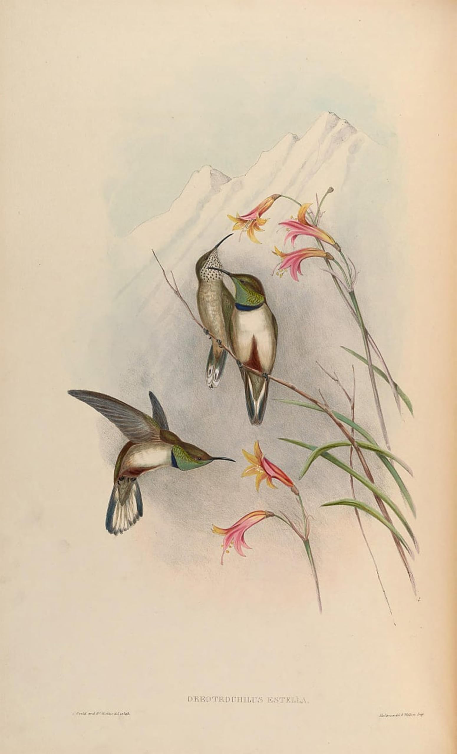 SERENDIPITP Retro Picture Poster Wall Art Pictures Painting Animal Bird Oreotrochilus Estella by John Gould Wall Art Canvas Print for Wall Decor 60x90cm