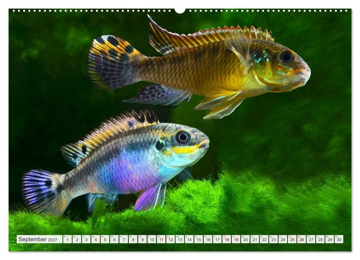 Beliebte Fische der Welt (hochwertiger Premium Wandkalender 2027 DIN A2 quer), Kunstdruck in Hochglanz: Aquaristik - Farbenprächtige Süßwasserfische (CALVENDO Hobbys)