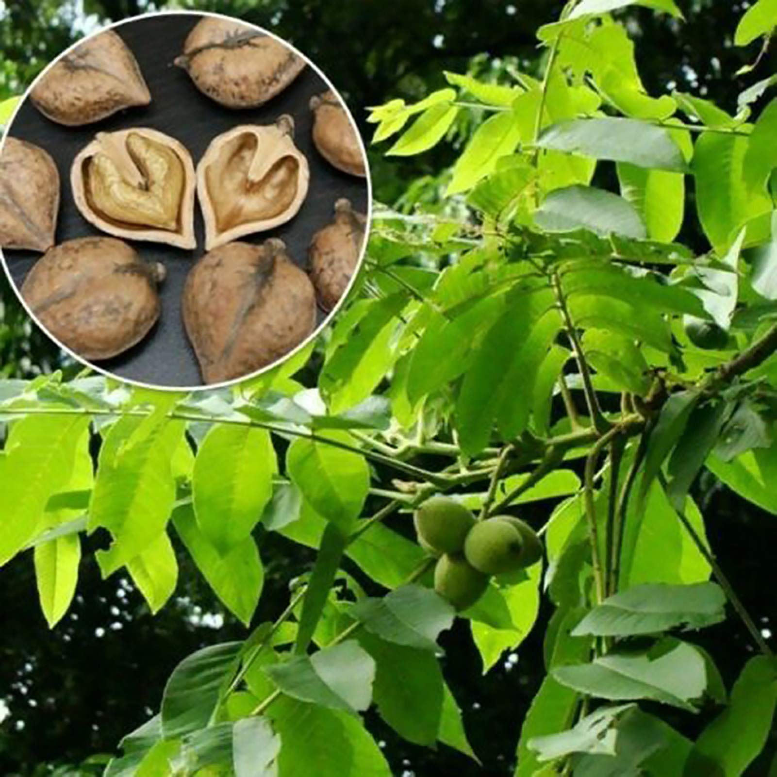 DFBTYG 5Pcs Heartnut Seeds Walnut Tree Garden Park Farm Backyard Easy Grow Plant Decor - Heartnut Seeds - Flower Seeds Vegetable Seeds Fruit Seeds Garden Plant Seeds