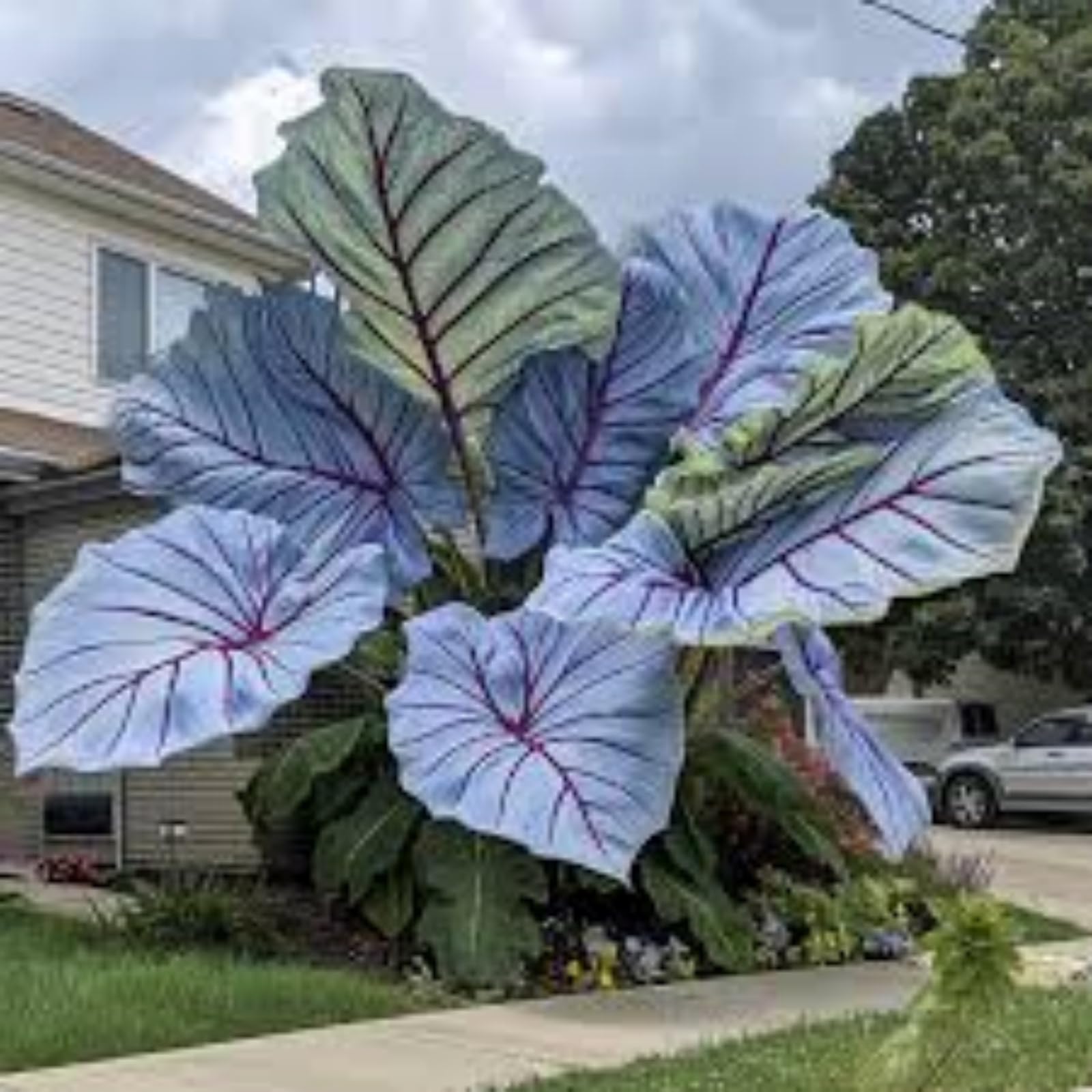 Elephant Ear Bulbs, Hardy Perennial,Elephant Ear Plants UK, Excellent Display,Cut Flowers,Fragrant-8 Bulbs-A