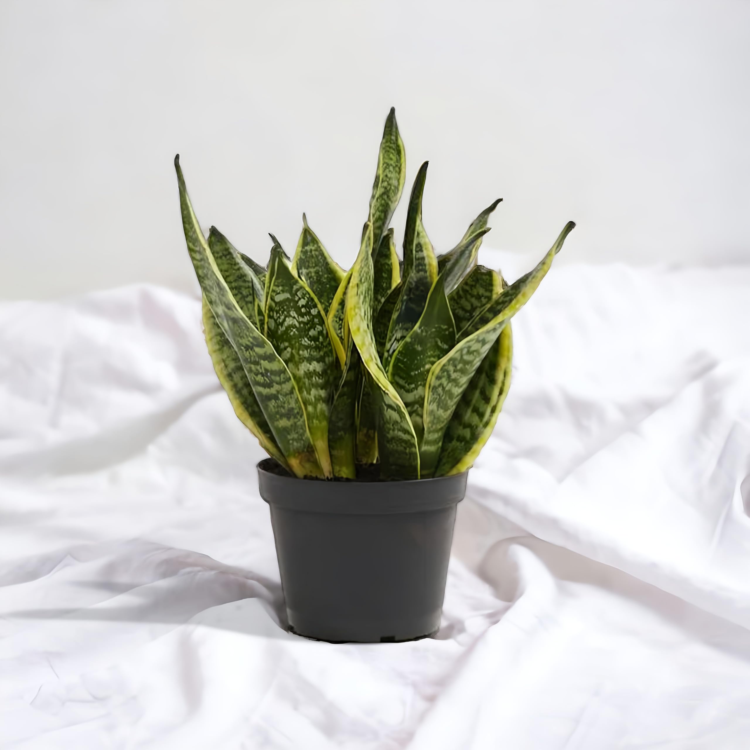 RVG Snake Plant | Sansevieria | with grow pot and premium coco peat for homes and gardens (Golden Lace) (B0CZ9DTN3W) Amazon Price History, Amazon Price Tracker