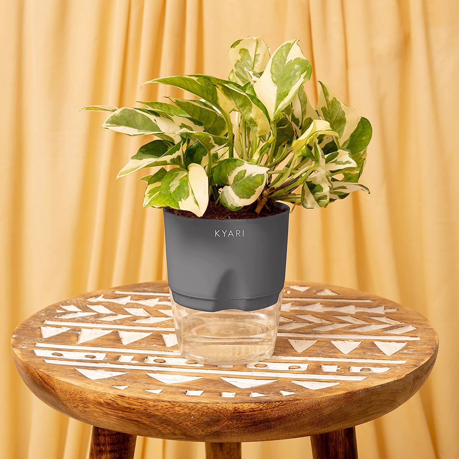 KYARI Money Njoy Indoor Plants for Living Room | Live Plants | Plants with Grey Self Watering Pot for Home | Air purifier plants | Plants for Home Decor | Plants for Garden & bedroom (B0BX3RYVC8) Amazon Price History, Amazon Price Tracker