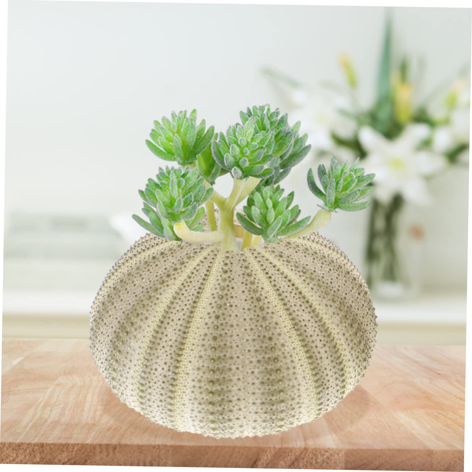 Warmhm 6 Seeigelschalen Mit Ananas-Motiv – Natürliche Pflanzgefäße Für Luftpflanzen & Deko