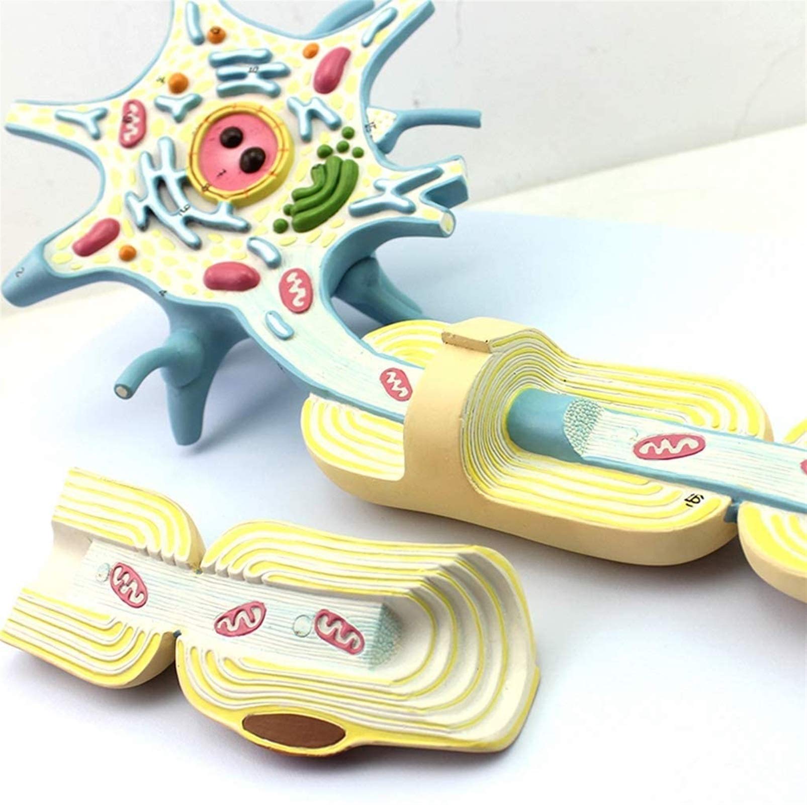 Medical Models, Neuron Model - Nerve Fiber Structure Anatomy Model - Neurology Specialist Nerve Cell Tissue Teaching Studying Model - for Study Medical Teaching Model