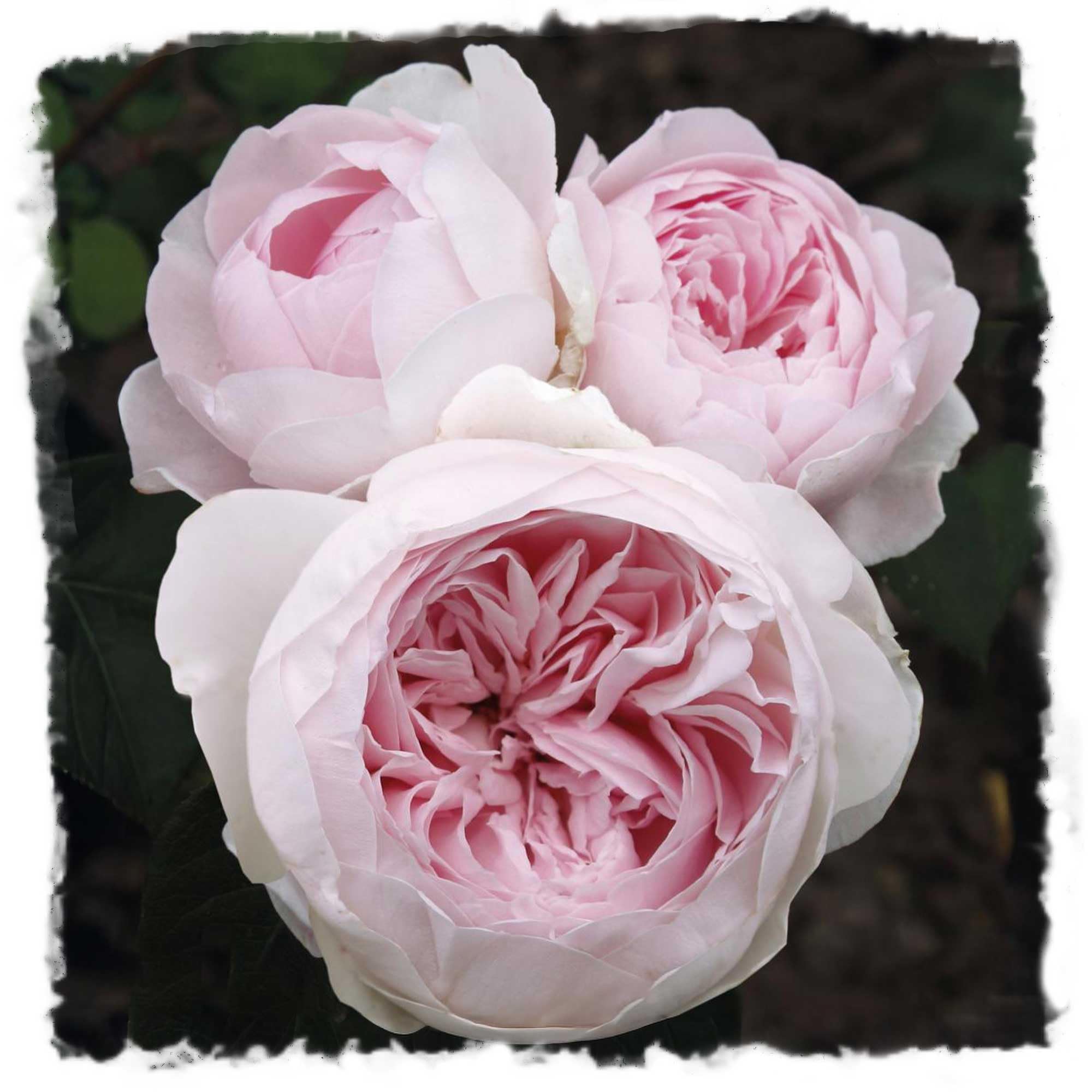 Earth Angel Parfuma Rose, 1.5 Gal Potted, Blush Pink Peony-Shaped Blooms, Own Root, Hardy Zones 5-10, Live Plant, Stargazer Perennials