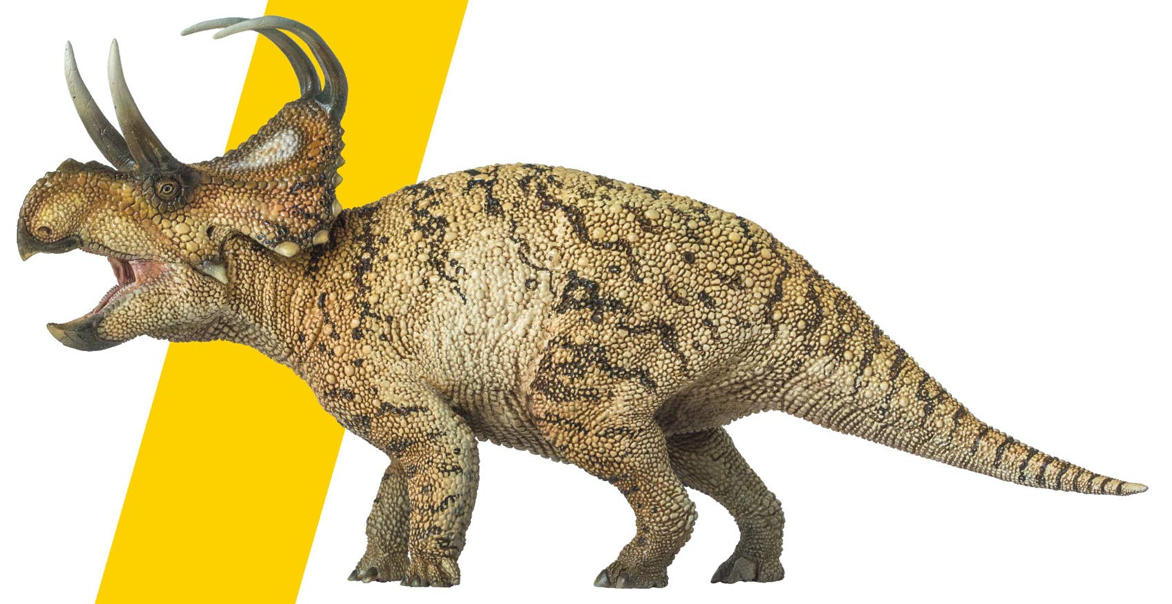 Machairoceratops Perez AMITD : sublimez votre bureau avec ce grand dinosaure réaliste