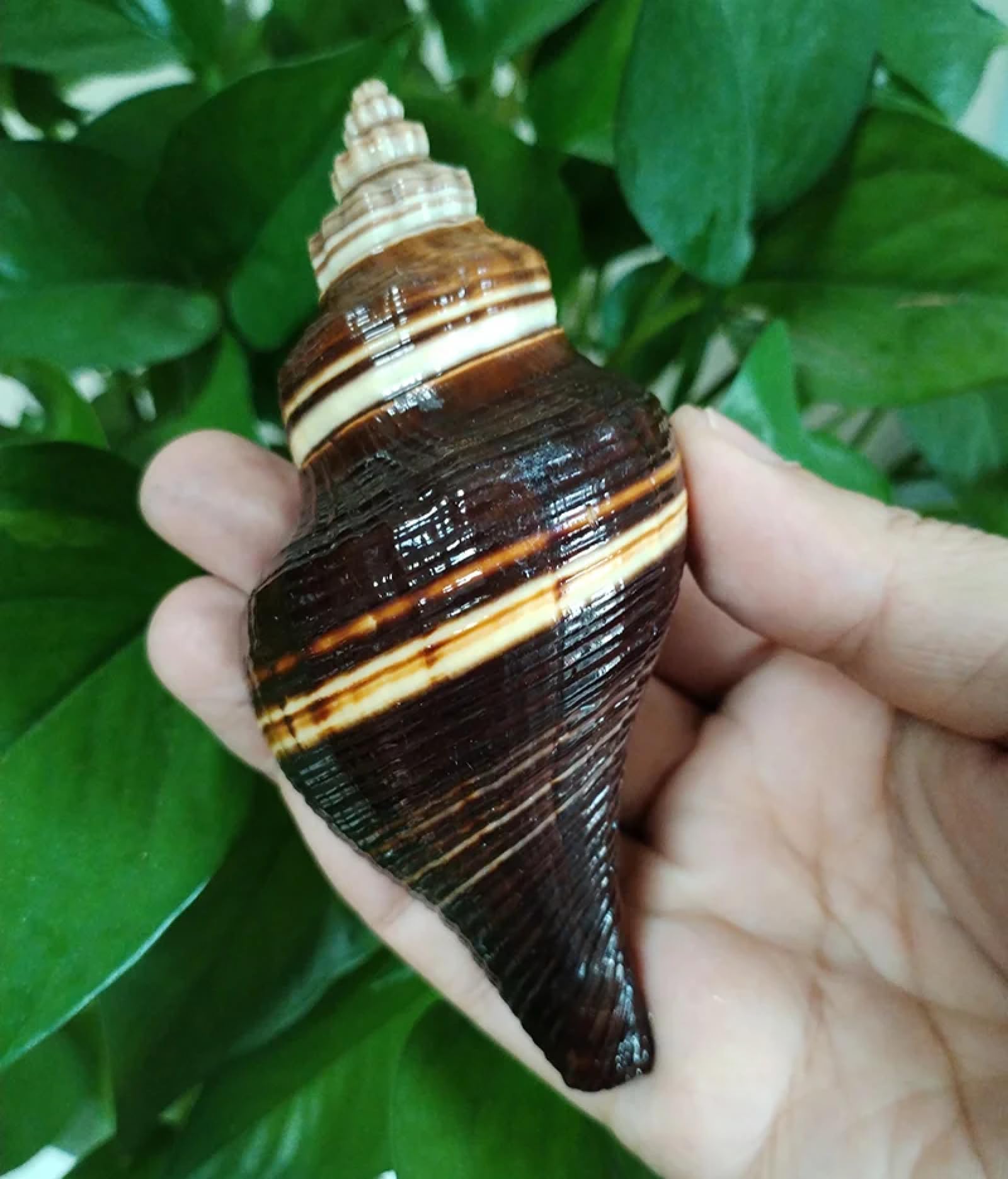 Conchiglie marine riempitivo, 1 pezzo nero indiano corona conchiglia grande naturale gigante vera conchiglia decorazione acquario originale mare decorazione casa acquario acquario 8-10 cm